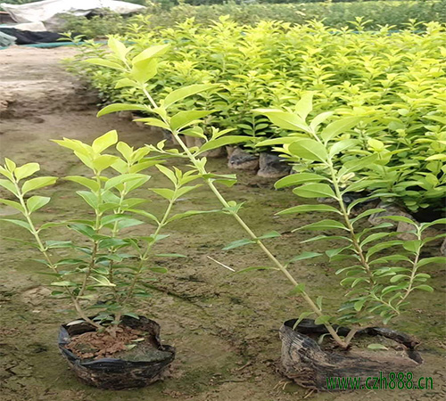 金葉女貞的用途和特點 金葉女貞的園林用主要在哪里？