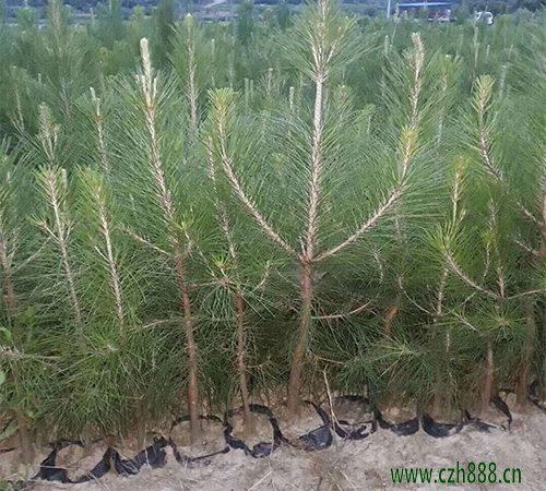 馬尾松幼苗種植方法 馬尾松栽培技術