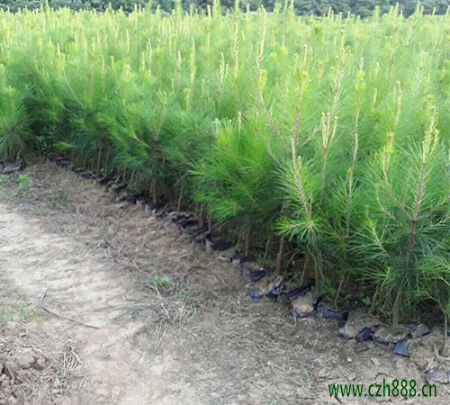 馬尾松幼苗種植方法 馬尾松栽培技術