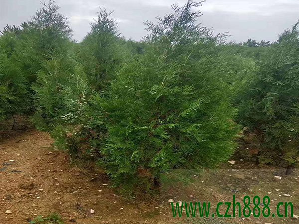側(cè)柏有哪些種類？柏樹有哪些種類和名稱