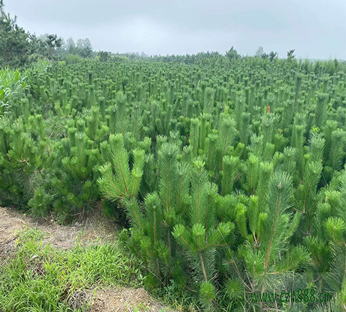 黑松大樹怎么移植？ 黑松的移植方法