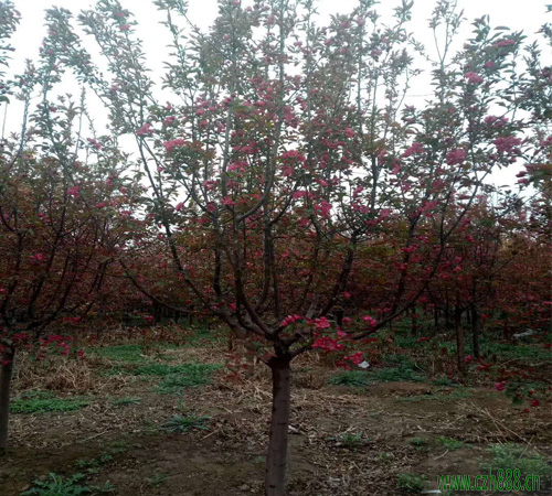 紅寶石海棠什么時(shí)候換盆？ 紅寶石海棠換盆技巧