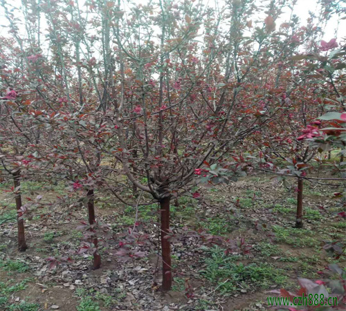 紅寶石海棠什么時(shí)候換盆？ 紅寶石海棠換盆技巧