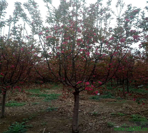 紅寶石海棠什么時(shí)候換盆？ 紅寶石海棠換盆技巧