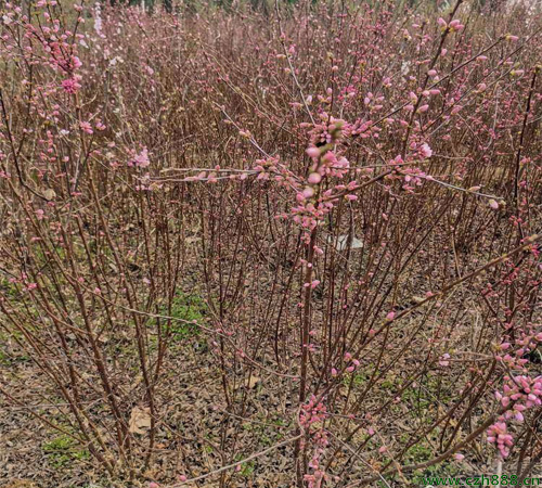 榆葉梅是什么樹種? 喬木與灌木的區別
