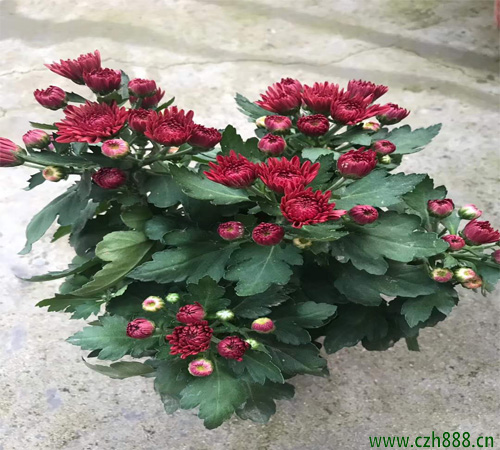 荷蘭菊如何養殖 荷蘭菊的養殖方法