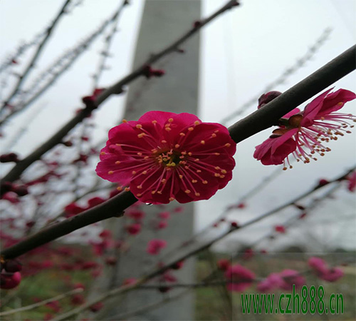 紅梅什么時(shí)候掉葉子 紅梅為什么夏天掉葉子