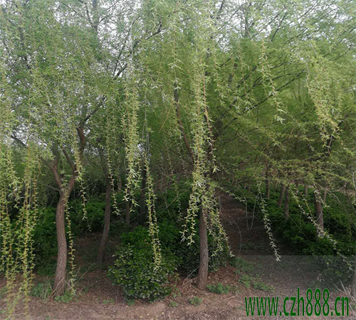 楊柳怎么傳播種子？ 不同植物傳播種子的方法