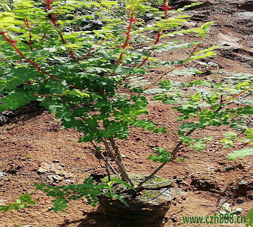 黃刺玫屬于什么科的植物? 黃刺玫有哪些特點?