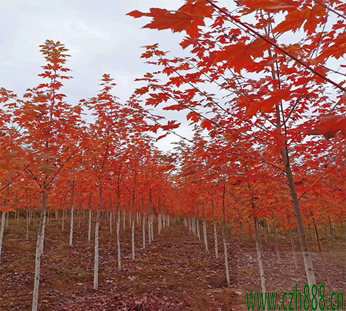 美國(guó)紅楓都有哪些品種？ 如何選擇合適的美國(guó)紅楓？