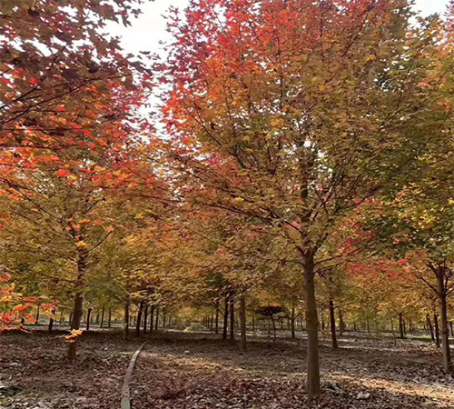 美國(guó)紅楓都有哪些品種？ 如何選擇合適的美國(guó)紅楓？