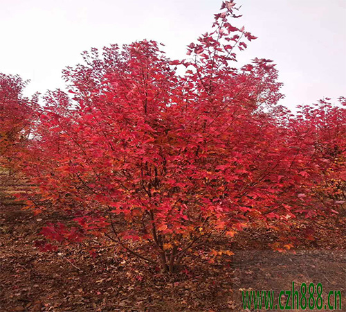 美國紅楓的培育方法 培育美國紅楓的技巧
