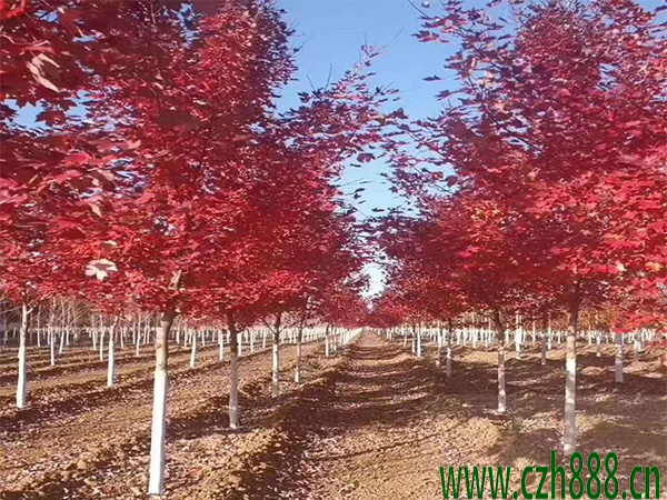 美國紅楓的培育方法 培育美國紅楓的技巧