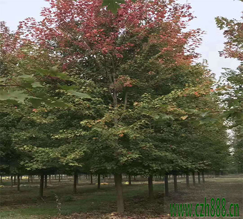 美國紅楓的培育方法 培育美國紅楓的技巧