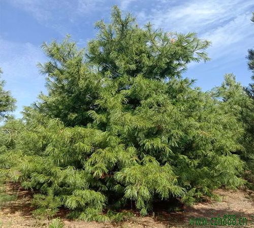 華山松的日常養護 華山松的病蟲害防治