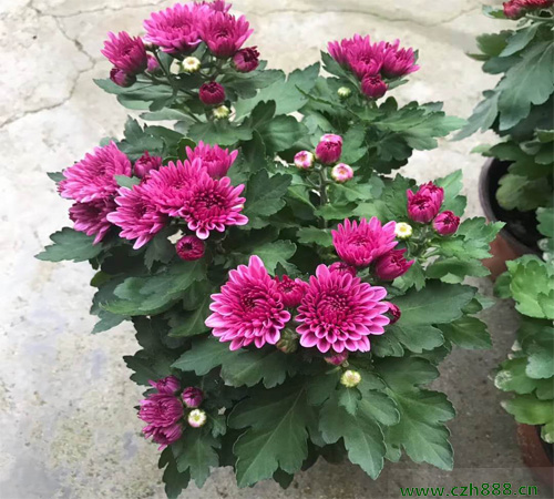 荷蘭菊什么時候開花？ 荷蘭菊的花期有多久？