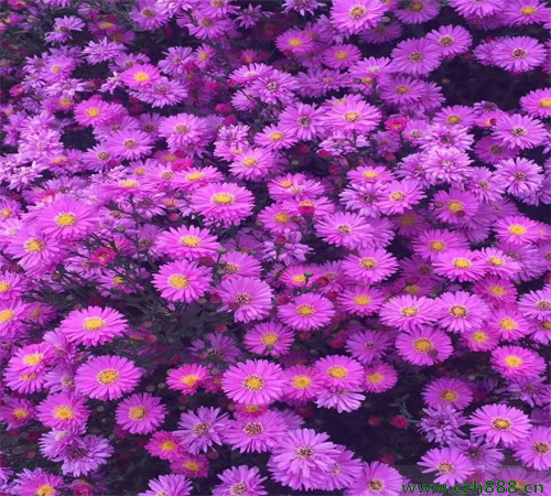 荷蘭菊什么時候開花？ 荷蘭菊的花期有多久？