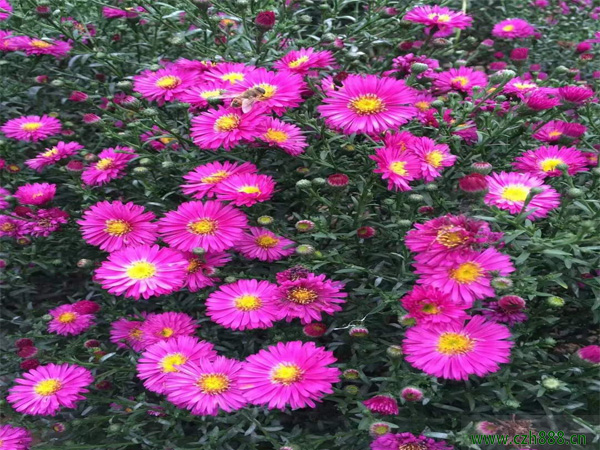 荷蘭菊什么時候開花？ 荷蘭菊的花期有多久？