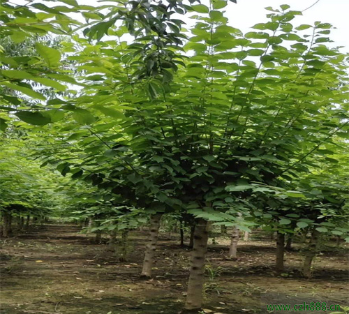 榆葉梅的品種都有哪些？