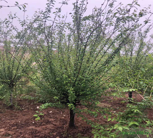 榆葉梅的品種都有哪些？