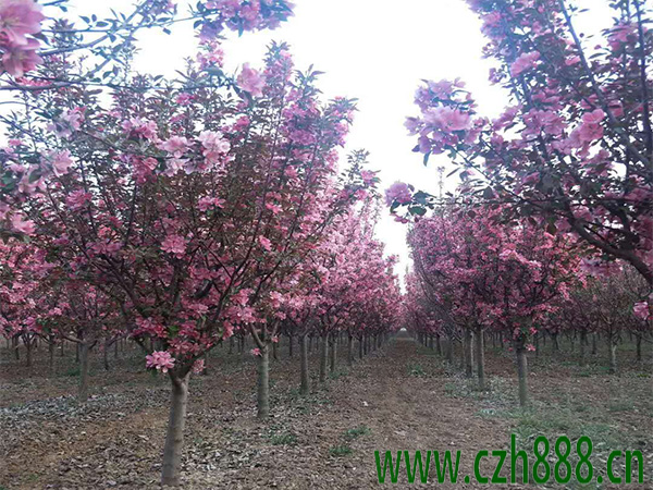 北美海棠種植養(yǎng)護(hù)的小竅門(mén)分享