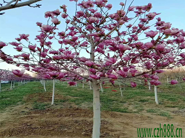 紫玉蘭什么時候移栽成活率高?