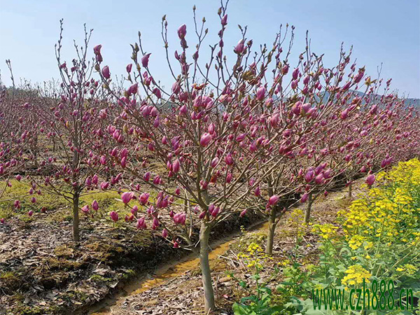 紫玉蘭什么時候移栽成活率高?