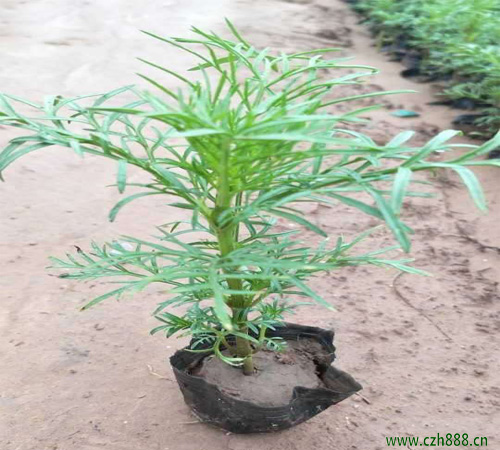 波斯菊的花期是什么時間？波斯菊的養護注意事項