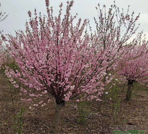 榆葉梅花期在幾月？榆葉梅栽種養(yǎng)護(hù)技巧