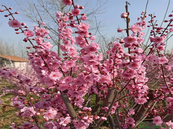 榆葉梅花期在幾月？榆葉梅栽種養(yǎng)護(hù)技巧