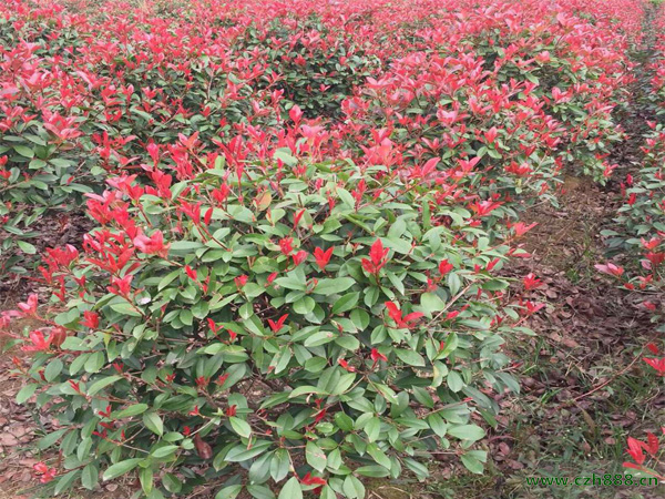 紅葉石楠球如何培育？ 紅葉石楠球的栽種時間