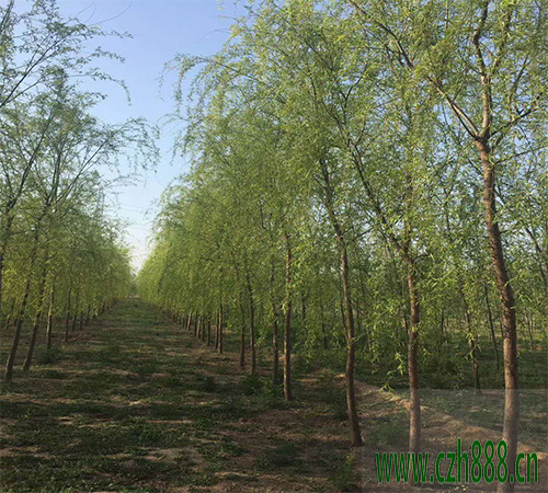 柳樹什么時候開花？ 柳樹開的花是什么樣子？