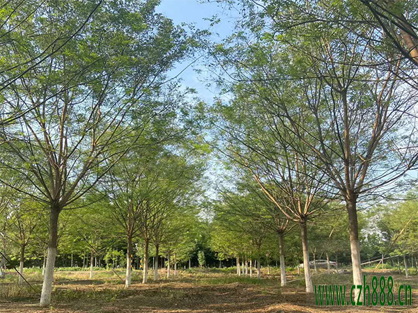 國槐適合種植在哪些地方？國槐的后期養(yǎng)護