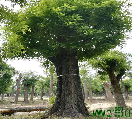 國槐適合種植在哪些地方？國槐的后期養(yǎng)護