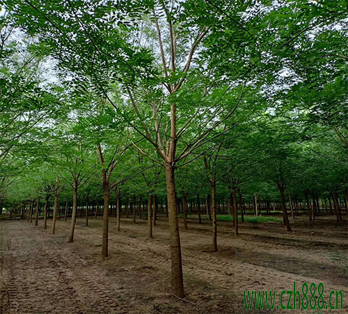 國槐適合種植在哪些地方？國槐的后期養(yǎng)護