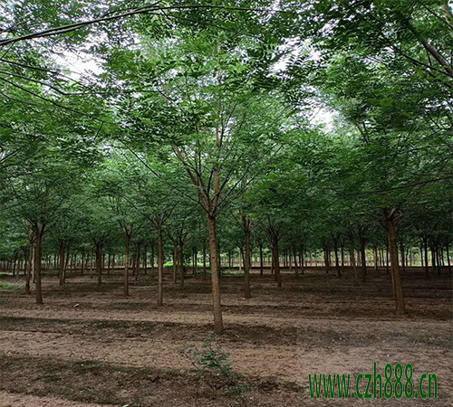 國槐適合種植在哪些地方？國槐的后期養(yǎng)護