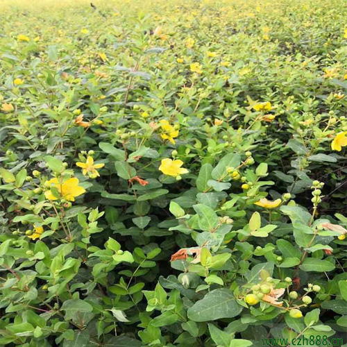 金絲梅的培植方法  金絲梅的培植注意事項