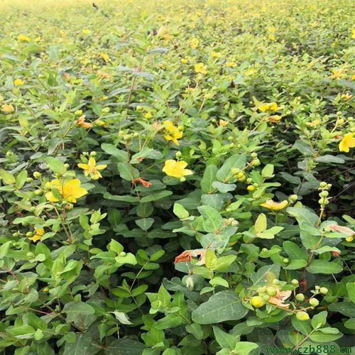 金絲梅的培植方法  金絲梅的培植注意事項