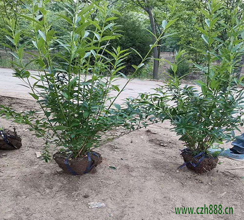 連翹的種植前景怎么養？ 連翹的特性有哪些？