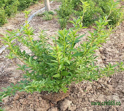 連翹的種植前景怎么養？ 連翹的特性有哪些？