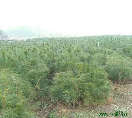 馬尾松盆景自己怎么養植？ 馬尾松養植要點