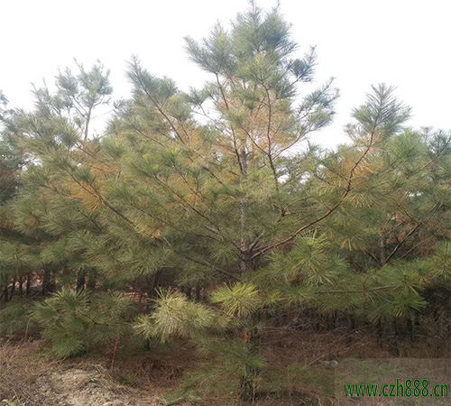 馬尾松盆景自己怎么養植？ 馬尾松養植要點