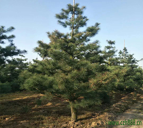 華山松什么時間開花？ 華山松的產地在哪里？