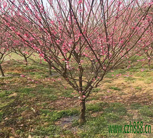 紅梅的繁衍有哪些方法? 紅梅的日常養(yǎng)護