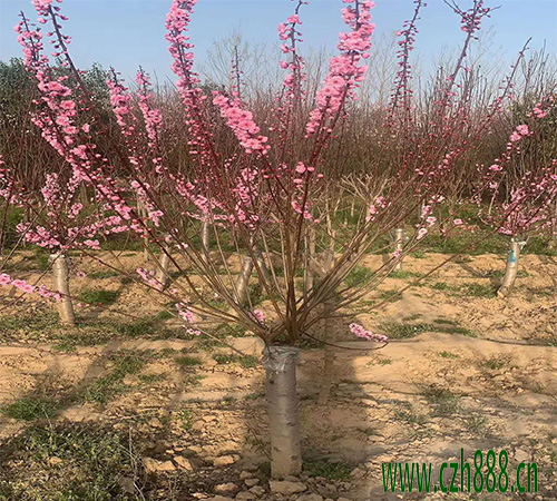 紅梅的繁衍有哪些方法? 紅梅的日常養(yǎng)護