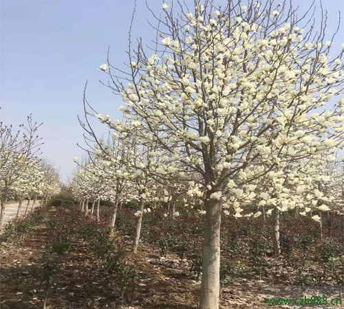 白玉蘭種子如何種植？ 白玉蘭的種植時間