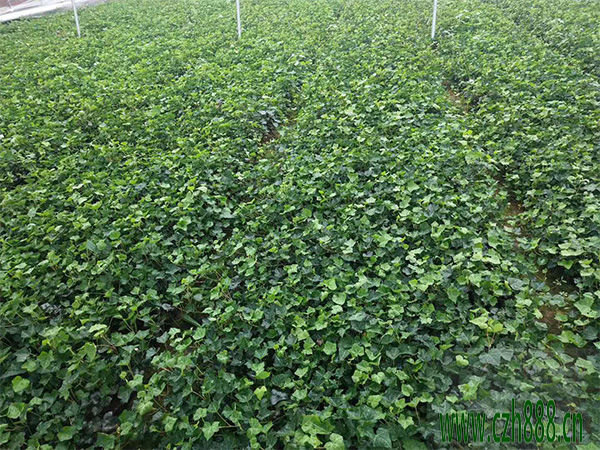 常青藤綠植怎么養?看看這些細節