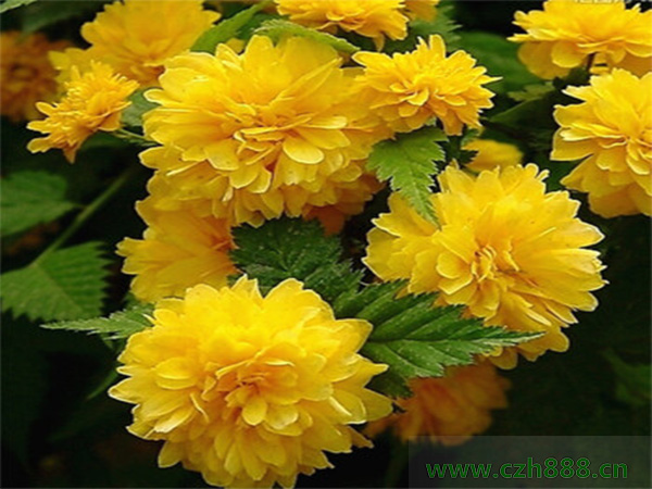 棣棠花的養殖方法和注意的細節