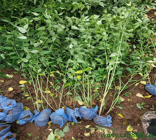 棣棠花的養殖方法和注意的細節