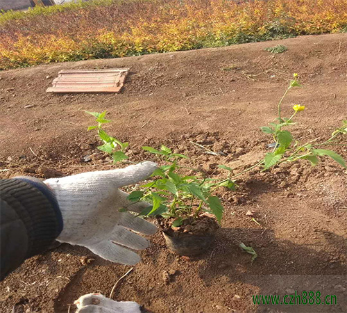 棣棠花可不可以在家里養嗎？